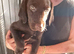 Beautful home raised litter of labradoodles for sale