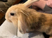 Female Rabbit For Sale