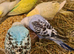 Lovely budgies