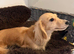 Loving miniature dachshund girl