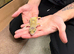 Leopard gecko