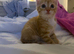 4 ginger kittens ready for rehoming