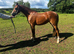 Telynau Danalion Welsh B 2 year old filly.