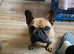 Just over 1 year old Micro French Bulldog for sale.