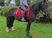 14.2/3 Dales X Fresian rising 5 year old mare