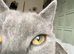 Beautiful 1 year old girl Russian blue