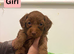 Cockapoo puppies