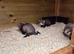 Ferret kits
