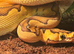 Enchi Clown Male