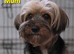 Ready now Yorkshire terrier puppies
