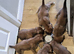 Beautiful boxer babies ready soon