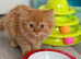 Available now Pedigree British Longhair kittens TICA registered