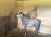1yearly colts Welsh section A for sale
