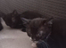 4 kittens looking for a Home