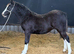 Filly foal to make 12hh
