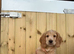 Cocker spaniel pups