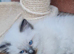 Ragdoll Kittens Looking for Loving Homes