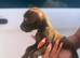 Patterdale terrier boys