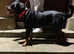 KC Reg Rottweiler For Stud