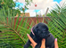 KC Registered Staffordshire Bull Terrier Puppies