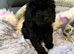 Cavapoo girls &pound;1400 only 1 for