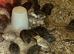 Young Quail off heat