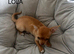 Beautiful Chihuahua Girls for Sale &ndash; Molly & Lola