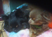 Female Chihuahua