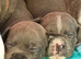 Last puppy left - blue with slight fawn Staffordshire BULLTERRIER male