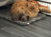 Persian cat for sale