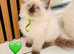 GCCF Registered Ragdoll Kittens