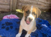 Boxer shepherd puppies for sale