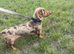 Kc Reg Miniature dachshund for STUD