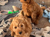 Cockapoo puppy