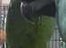 Young Amazon Parrots available