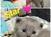 Gorgeous British Short Hair GCCF REGISTERED kittens