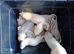 Albino ferrets