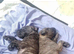 Lurcher pup for sale