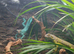 Lovely friendly lime green iguana