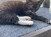 Kittens ready for forever home