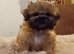 KC reg Shih Tzu / shihtzu pups ready now