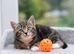 3 Beautiful Kittens ready NOW