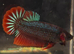 Half moon male and female bettas