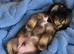 F1b Cocker Pug Puppies Girl left