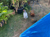 Gold partridge bantams for sale