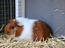 Male guinea pig ready to leave