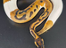 Royal/Ball Pythons available