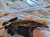 Male crested gecko.