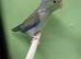 Pair parrolets