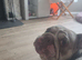 Male English bulldog